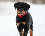 Собаки в Липецке: Щенок ротвейлера, сука Девочка, 35 000 руб. - фото 1