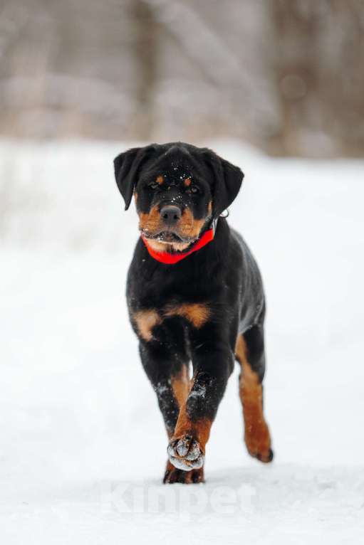 Собаки в Липецке: Щенок ротвейлера, сука Девочка, 35 000 руб. - фото 1