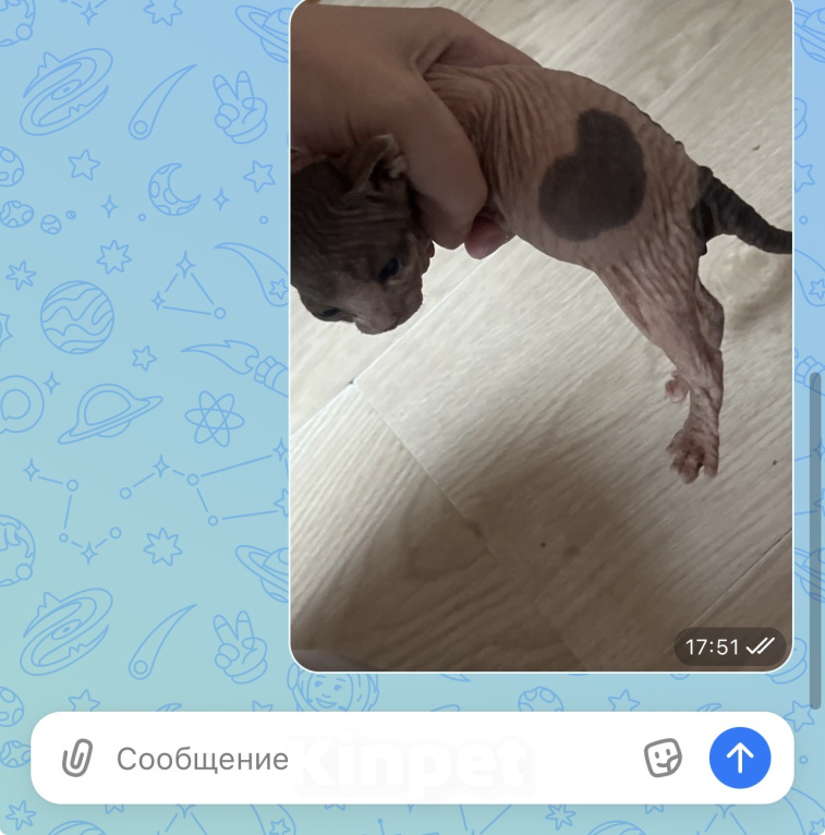 Кошки в других городах Московской области: Канадский сфинкс Мальчик, 20 000 руб. - фото 1
