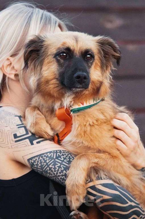 Собаки в Москве: Здравствуйте, я  - Алиса :) Девочка, Бесплатно - фото 6