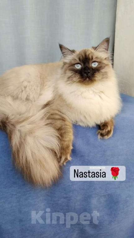 Кошки в Москве: Девочка Настасья.  Девочка, 25 000 руб. - фото 3
