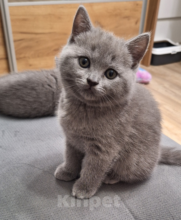 Кошки в Батайске: Котята Девочка, 4 000 руб. - фото 1