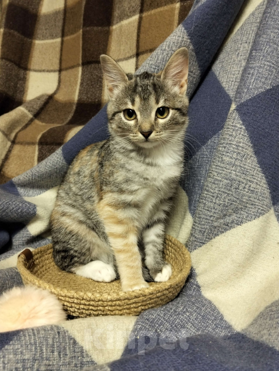 Кошки в Москве: Котёнок в добрые руки Девочка, Бесплатно - фото 1