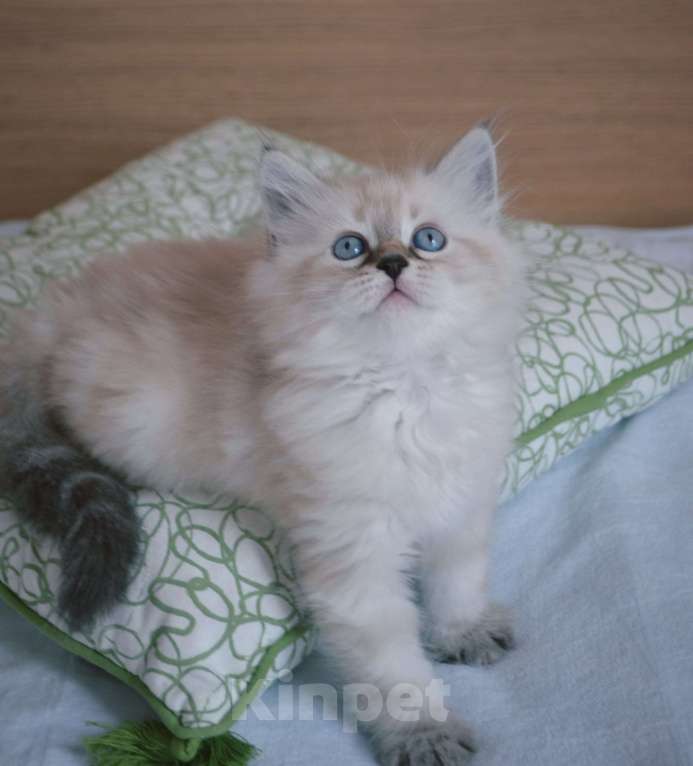 Кошки в Санкт-Петербурге: Котята Девочка, 25 000 руб. - фото 1