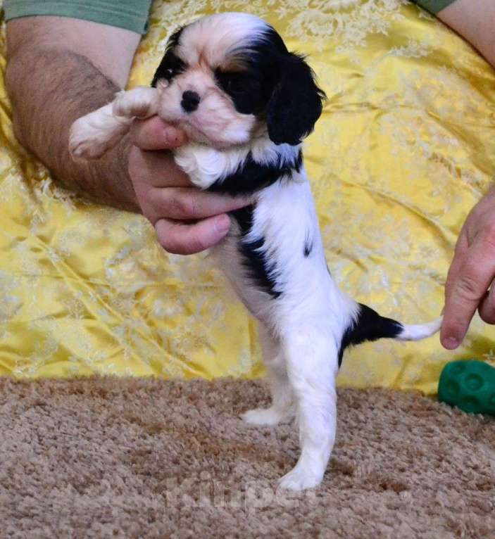 Собаки в Ореховом-Зуево: Настоящая Леди Девочка, 90 000 руб. - фото 2