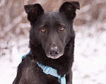 Собаки в Москве: Скромный добрый Блэк в поисках дома Мальчик, Бесплатно - фото 2