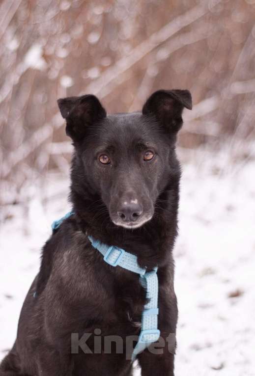 Собаки в Москве: Скромный добрый Блэк в поисках дома Мальчик, Бесплатно - фото 2