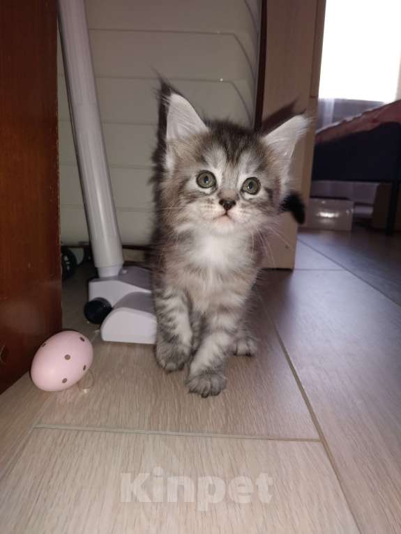 Кошки в Ставрополе: Лиана девочка Девочка, 15 000 руб. - фото 8