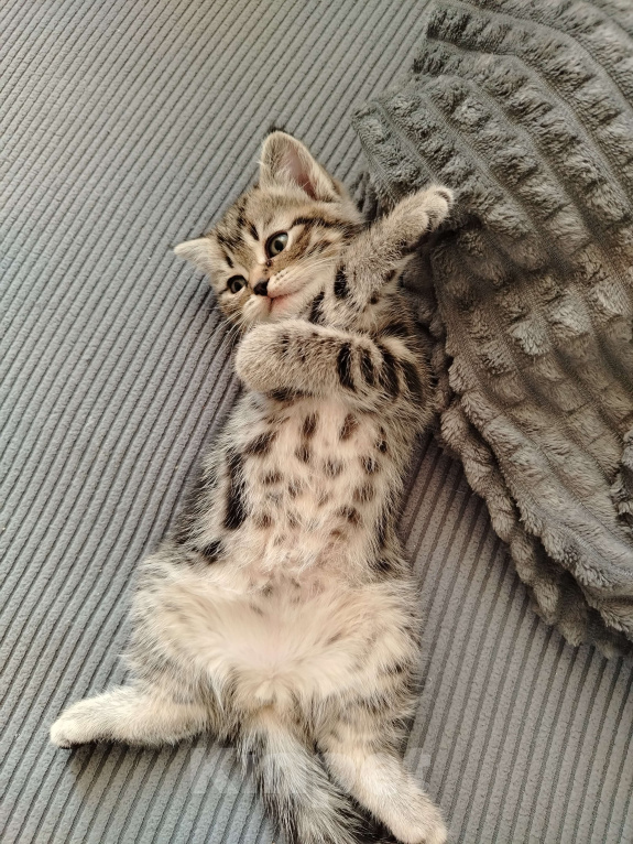 Кошки в Москве: Шотландская прямоухая девочка Девочка, 20 000 руб. - фото 6