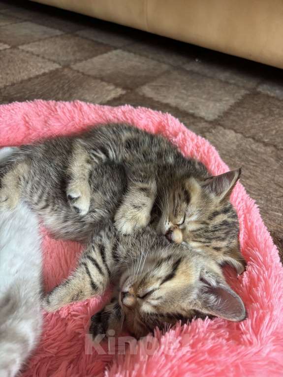 Кошки в Ульяновске: Шотландцы прямоухие  Мальчик, 4 000 руб. - фото 6