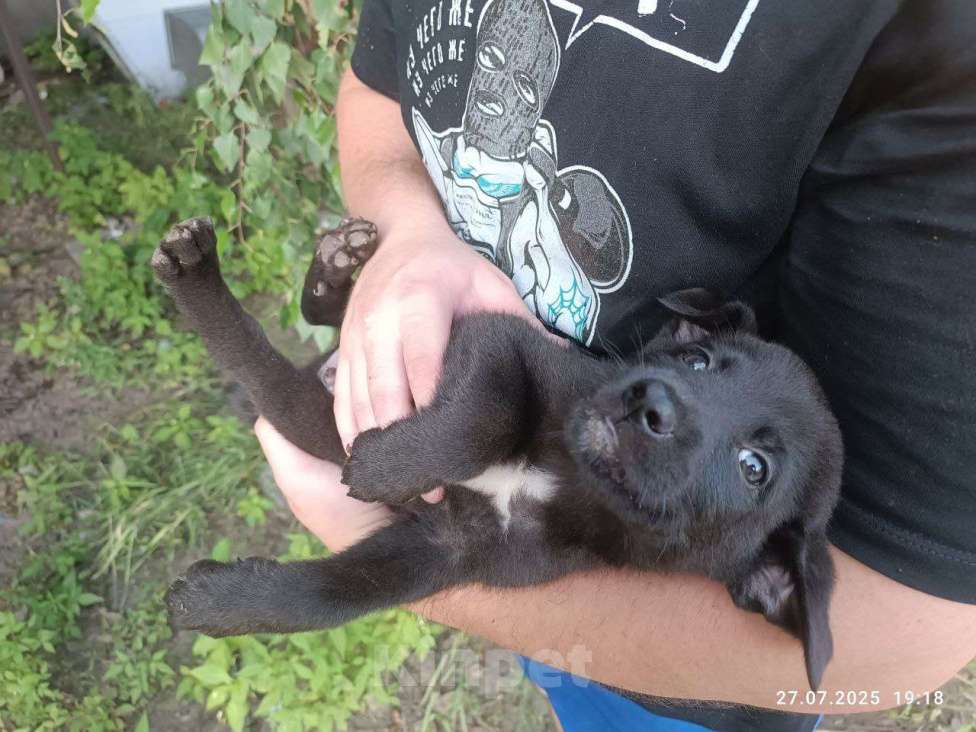 Собаки в Подольске: Щенок в добрые руки Мальчик, Бесплатно - фото 3