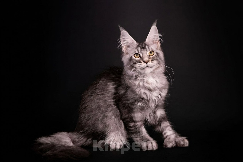 Кошки в Санкт-Петербурге: Котенок мейн-кун полидакт Мальчик, 40 000 руб. - фото 1