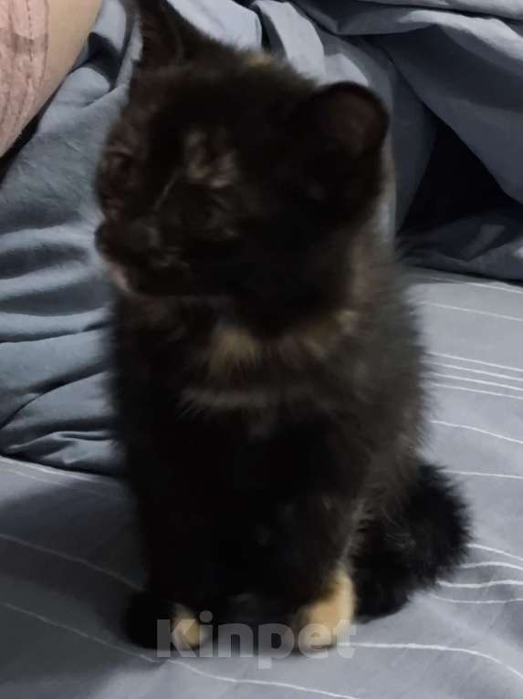 Кошки в Новосибирске: Котенок в добрые руки Девочка, Бесплатно - фото 1