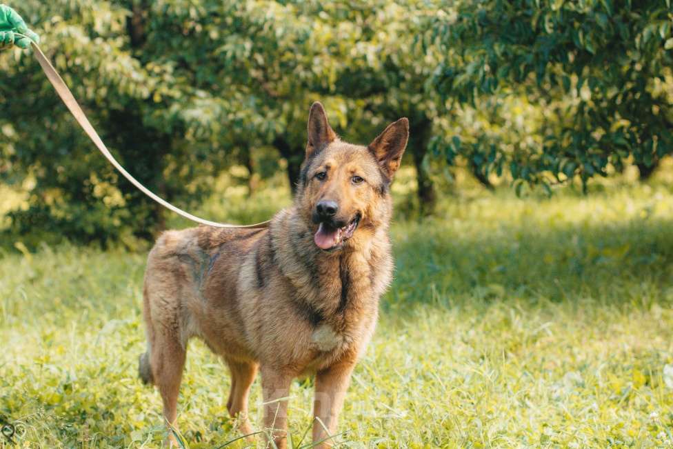 Собаки в Москве: Веня Мальчик, Бесплатно - фото 3