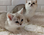 Кошки в Брянске: Королевская серебристая шиншилла Девочка, 20 000 руб. - фото 4