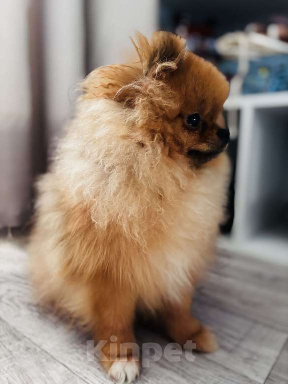 Собаки в Дзержинске: Померанский шпиц мальчик Мальчик, 25 000 руб. - фото 2