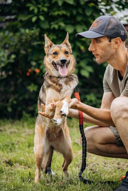 Собаки в Москве: Лиса ищет семью  Девочка, Бесплатно - фото 10