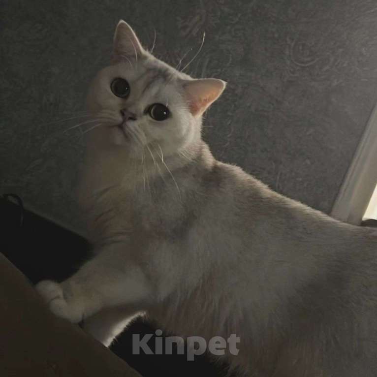 Кошки в Москве: Кошечка в беде Девочка, Бесплатно - фото 5