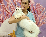 Кошки в Москве: Котёнок мейн-куна Мальчик, 90 000 руб. - фото 4