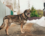 Собаки в Лосином-Петровском: Дарк валентинка в добрые руки Мальчик, Бесплатно - фото 2