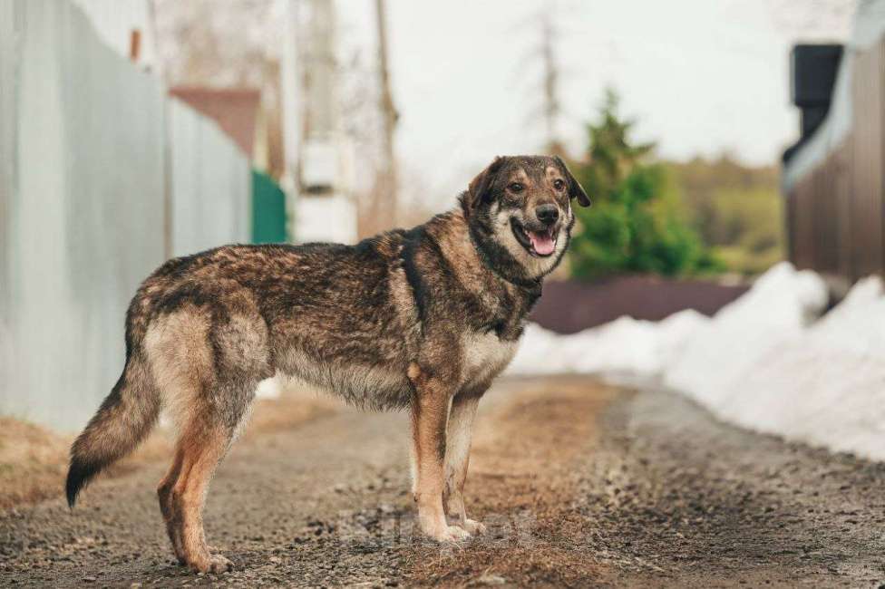 Собаки в Лосином-Петровском: Дарк валентинка в добрые руки Мальчик, Бесплатно - фото 2