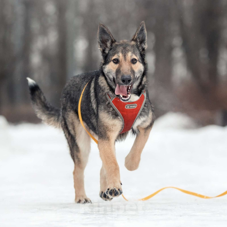 Собаки в Москве: Акелла Мальчик, Бесплатно - фото 2