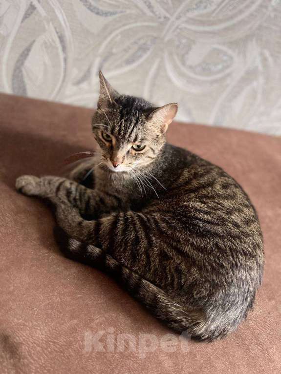 Кошки в Ульяновске: Отдам в добрый руки, двух милых мальчиков) Мальчик, 100 руб. - фото 5