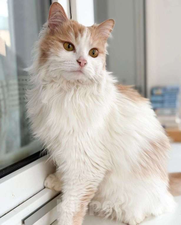 Кошки в Москве: Пушистая кошечка в добрые руки  Девочка, Бесплатно - фото 2