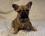 Собаки в Санкт-Петербурге: Супер девочка французского бульдога  Девочка, 40 000 руб. - фото 8
