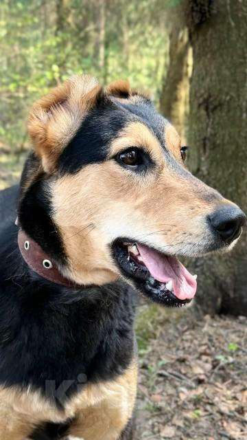 Собаки в Пушкино: отдам собаку Девочка, Бесплатно - фото 3