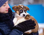 Собаки в Москве: Щенок в добрые руки Мальчик, Бесплатно - фото 7