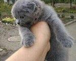 Кошки в Грозном: Красавчики, 8 000 руб. - фото 2