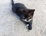 Кошки в Клине: Прекрасные котята ждут новых хозяев Мальчик, 20 руб. - фото 4