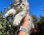 Кошки в Липецке: Котёнок Мейн-кун Мальчик, 60 000 руб. - фото 1