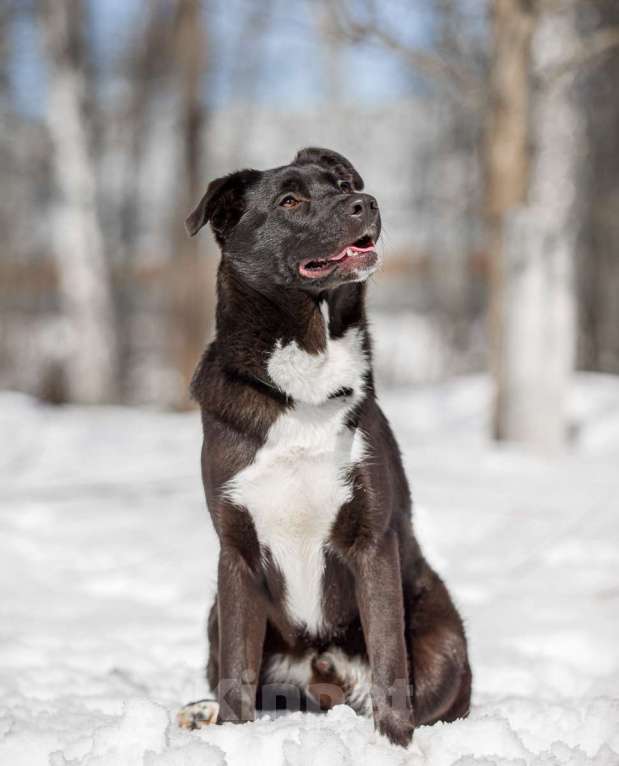 Собаки в Москве: Коржик Мальчик, Бесплатно - фото 4