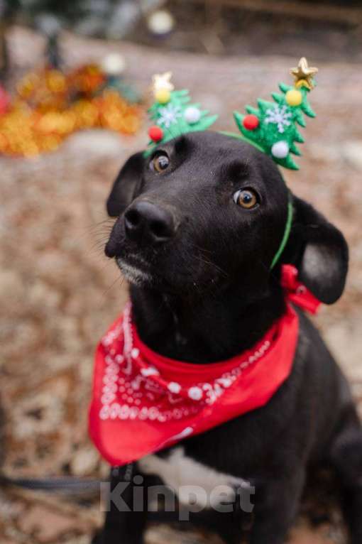 Собаки в Москве: Щенок-подросток ищет дом Мальчик, Бесплатно - фото 1
