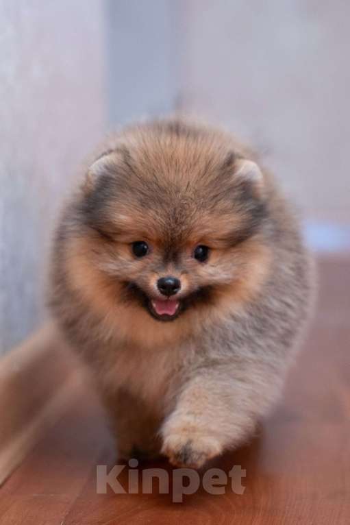 Собаки в Петропавловске-Камчатском: Померанский шпиц Мальчик, 150 000 руб. - фото 2