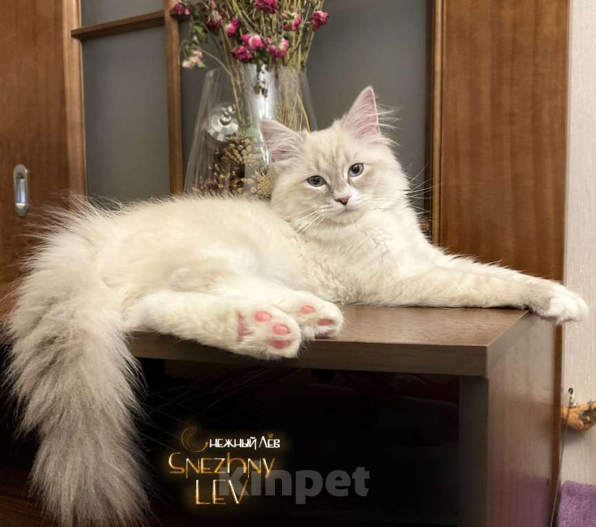 Кошки в Санкт-Петербурге: Невский маскарадный котенок Мальчик, 48 000 руб. - фото 8