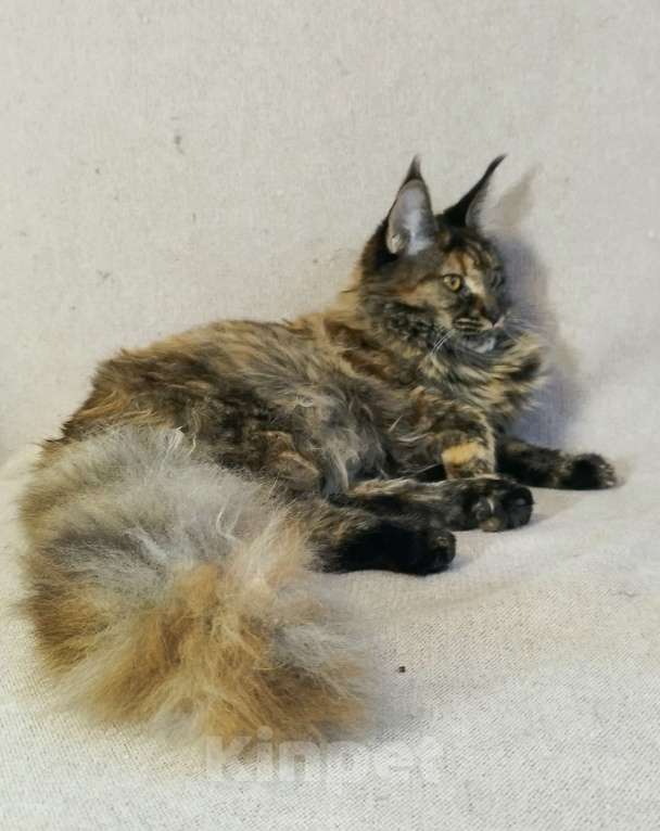 Кошки в Барнауле: Кошечка Жаннет Девочка, 20 000 руб. - фото 5