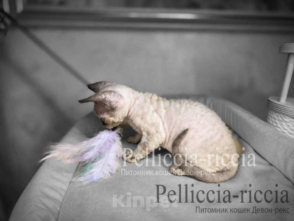Кошки в Москве: голубоглазые котята девон-рекс Мальчик, 110 000 руб. - фото 5