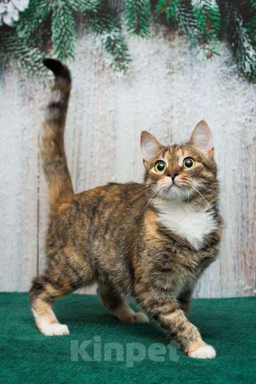 Кошки в Москве: Жемчужина с рынка ищет свою семью Девочка, Бесплатно - фото 5