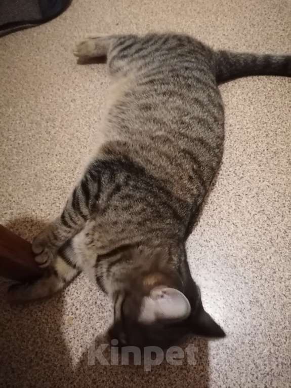 Кошки в Москве: Найдена стерилизованная кошка Девочка, Бесплатно - фото 3