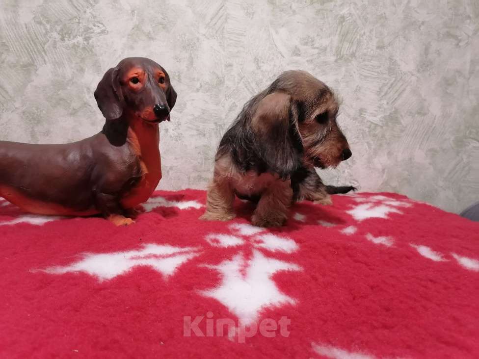 Собаки в Воронеже: Щенок таксы миниатюрной жесткошерстной  Девочка, 45 000 руб. - фото 4