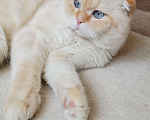 Кошки в Астрахани: Скоттиш фолд Мальчик, Бесплатно - фото 1
