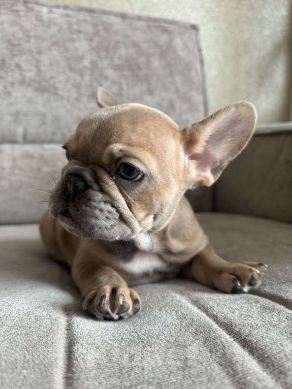 Собаки в Москве: Французский бульдог щенок  Девочка, 70 000 руб. - фото 3