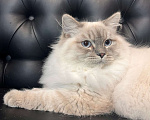 Кошки в Москве: Сибирский (Невский Маскарадный)  котенок) Мальчик, 100 000 руб. - фото 5
