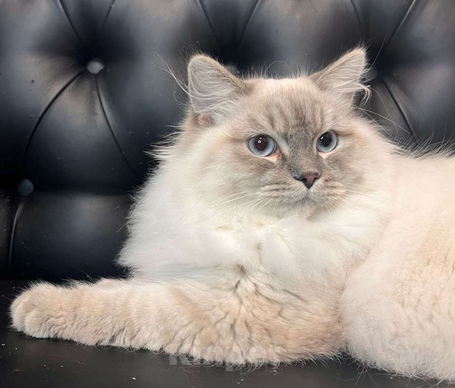 Кошки в Москве: Сибирский (Невский Маскарадный)  котенок) Мальчик, 100 000 руб. - фото 5