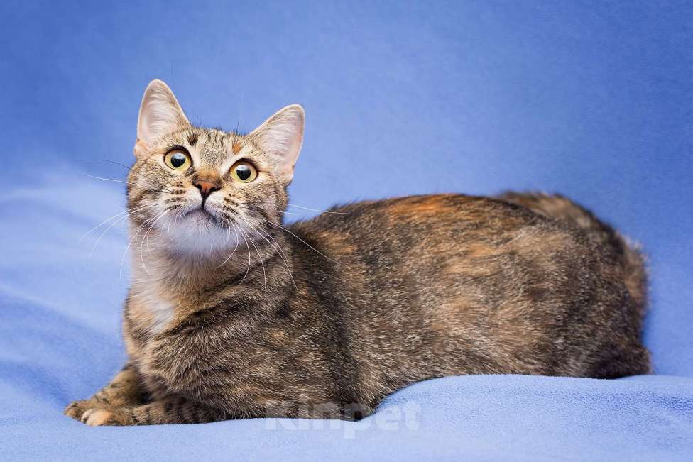 Кошки в Москве: Очаровательная полосатая кошечка Джуля в добрые руки Девочка, 1 руб. - фото 7