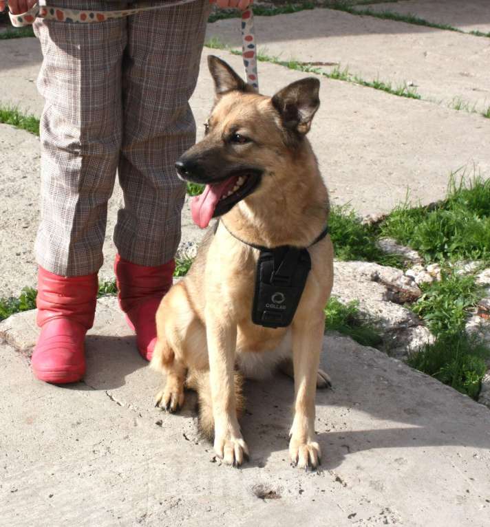 Собаки в Москве: ШАНС на дом и семью для ласкуши Ладушки Девочка, Бесплатно - фото 8