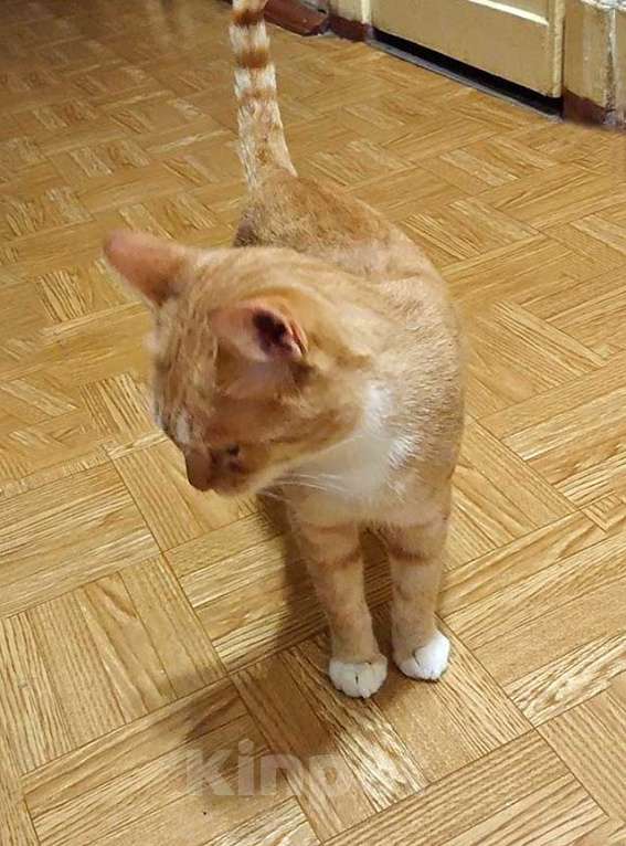 Кошки в Санкт-Петербурге: Котик-подросток Василий ищет дом  Мальчик, 10 руб. - фото 3